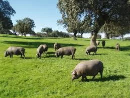 Descubre la Ruta de las Dehesas en Extremadura: Naturaleza y Tradición sobre Dos Ruedas