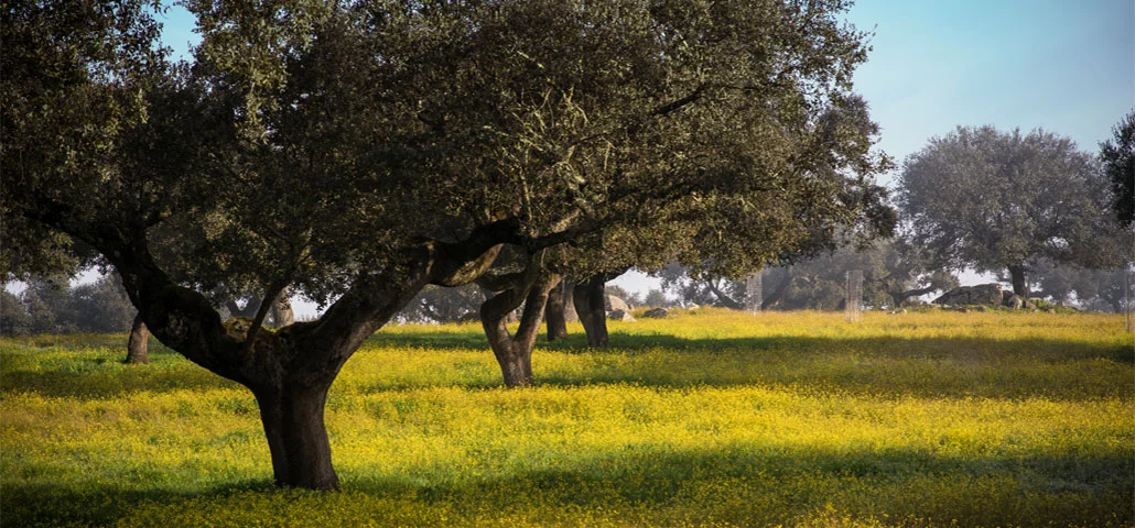 Ruta de las Dehesas en Estremadura