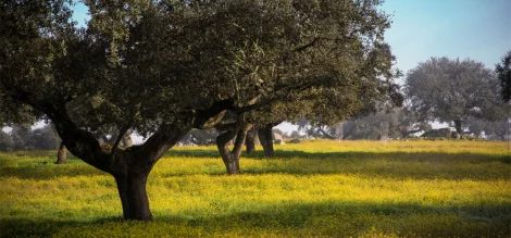 Ruta de las Dehesas en Estremadura