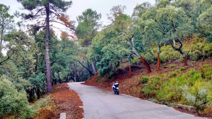 Ruta de los Alcornocales